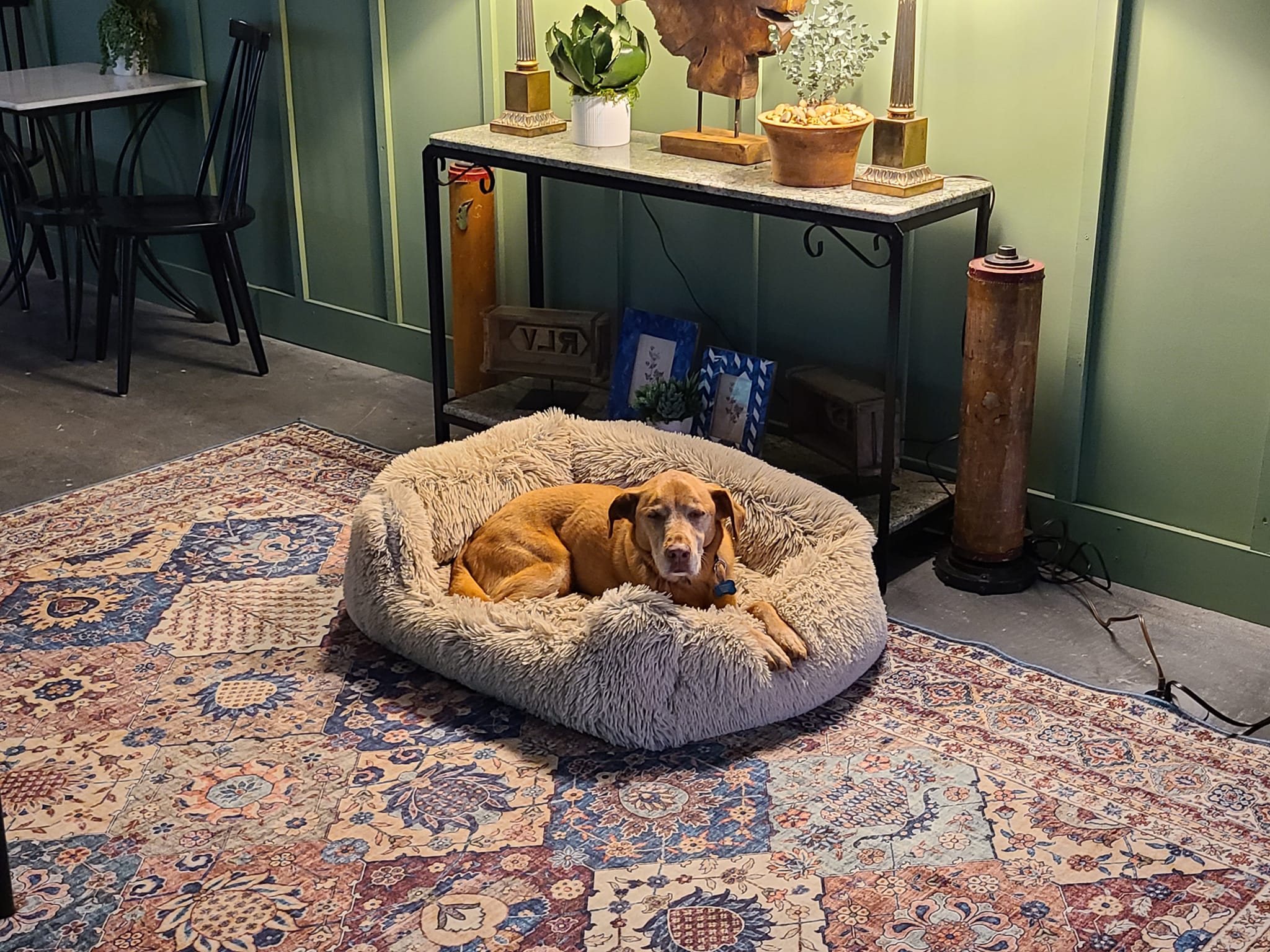 Jerry, Swing Shack Dog